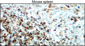 CD45 (mouse specific) Rat Monoclonal Antibody