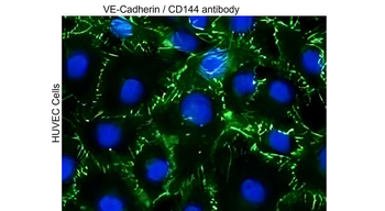 VE-cadherin Rabbit Polyclonal Antibody