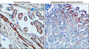 VE-cadherin Rabbit Polyclonal Antibody
