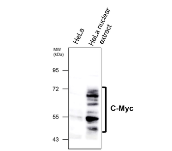 c-Myc Mouse Monoclonal Antibody