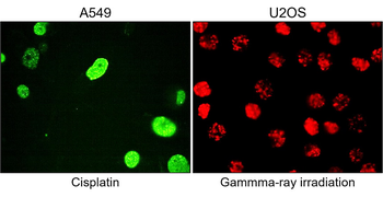 phospho Histone H2A.X (Ser139) Mouse Monoclonal Antibody