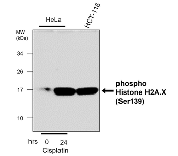 phospho Histone H2A.X (Ser139) Mouse Monoclonal Antibody