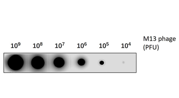 M13 Phage Rabbit Polyclonal Antibody