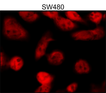 Phospho p38 MAPK (Thr180Tyr182) Mouse Monoclonal Antibody