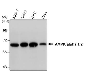 AMPK alpha 1/2 monoclonal antibody