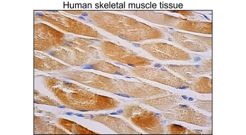 AMPK alpha 1/2 monoclonal antibody