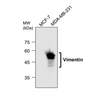 EMT Marker Antibody Panel