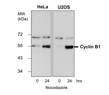 Cell Cycle Marker Antibody Panel