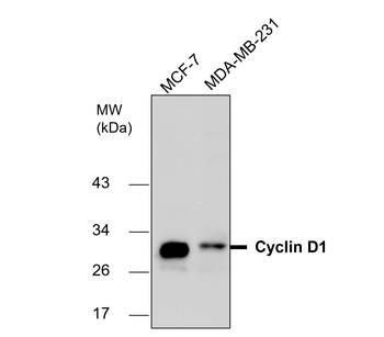 Cell Cycle Marker Antibody Panel