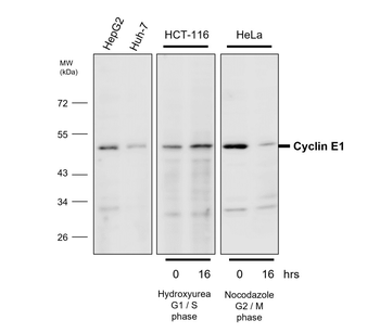 Cell Cycle Marker Antibody Panel