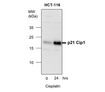 Cell Cycle Marker Antibody Panel