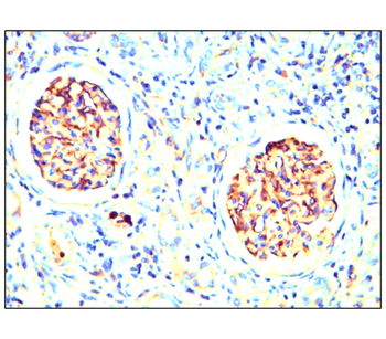 Neural Progenitors Marker Antibody Panel