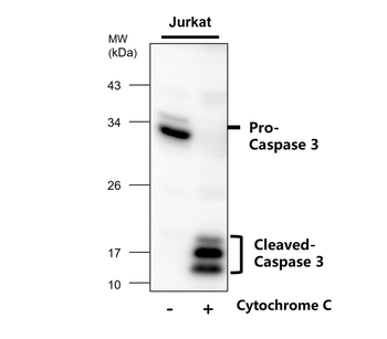 Apoptosis Antibody Panel