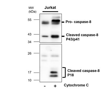 Apoptosis Antibody Panel