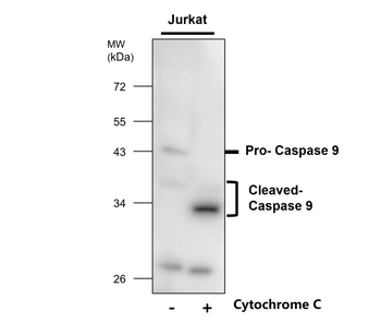 Apoptosis Antibody Panel