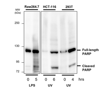 Apoptosis Antibody Panel