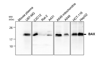 Apoptosis Antibody Panel