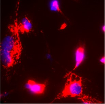 Mouse Macrophage Polarization Antibody Panel