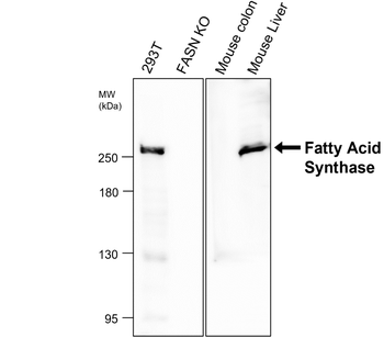 Adipogenesis Marker Antibody Panel