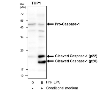 Inflammasome Antibody Panel