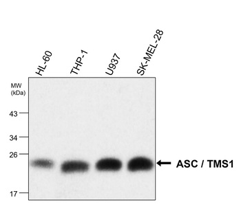 Inflammasome Antibody Panel