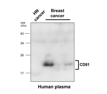 Exosome Marker Antibody Panel-2