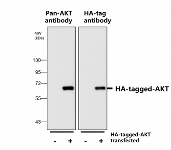 Epitope Tag Antibody Panel