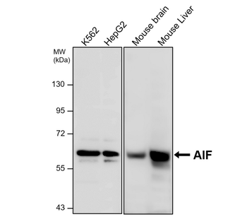 Mitochondria marker Antibody Panel