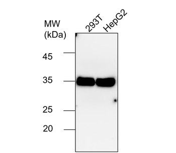 Mitochondria marker Antibody Panel