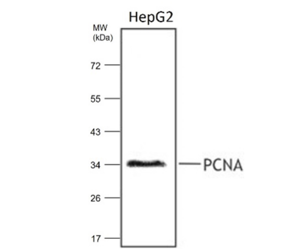 PCNA, monoclonal antibody
