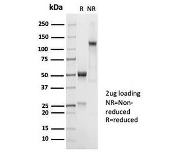 Recombinant CD45RA Antibody
