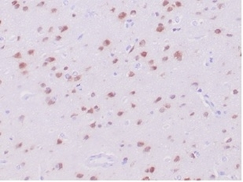 Recombinant NeuN Antibody / Fox3