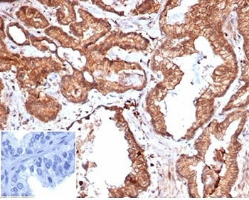 Recombinant Integrin Associated Protein Antibody / IAP / CD47