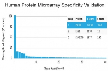 PDGFB Antibody