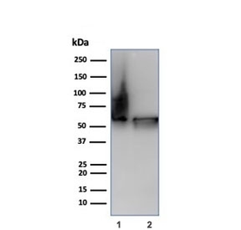 HSP60/GROEL Antibody