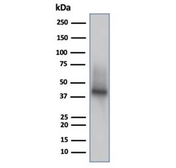 CD38 Antibody