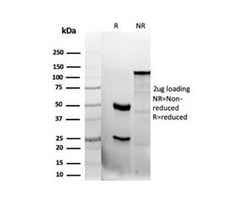 CD47 Antibody / IAP / Integrin Associated Protein