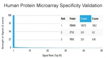 RBM8A/Y14 Antibody