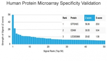 GTF2H2C Antibody