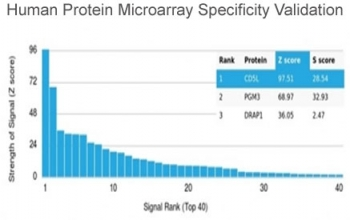 CD5L Antibody / CD5 Ligand