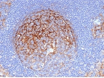 ICAM1 Antibody / CD54