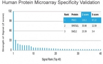 PRKCI Antibody / PKC iota