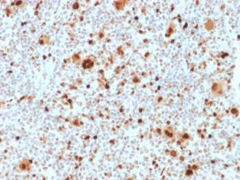 PU.1 Antibody / SPI1