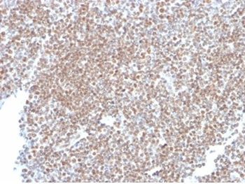 SP100 Antibody