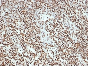 XRCC5/Ku80 Antibody