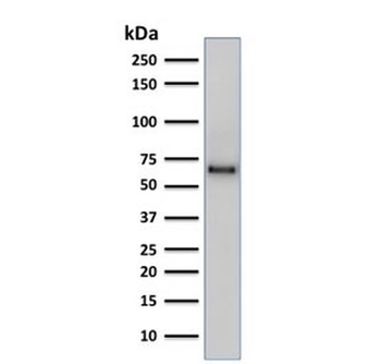 SOX9 Antibody