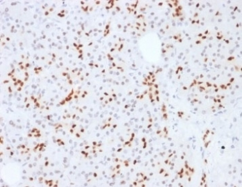 SOX9 Antibody