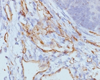 CD31 Antibody / PECAM-1