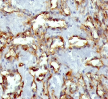 CD31 Antibody / PECAM-1