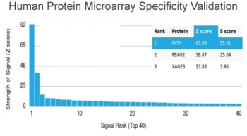 MITF Antibody